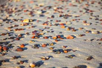 multicolored pebbles on a sea sandy beach on a sunny afternoon close up blurred background