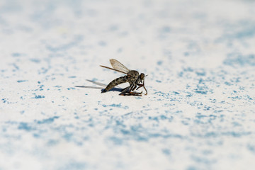 Photo of a horsefly (Tabanidae).