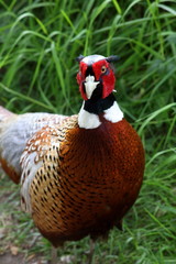 Colourful male pheasant appears out of grass by a path.