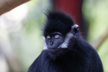 Langur de François en gros plan