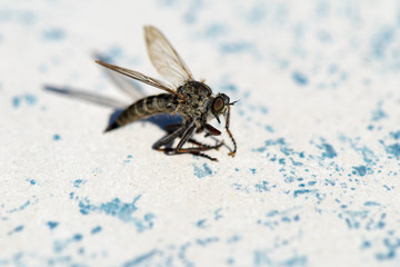 Macro shot of a horsefly (Tabanidae).