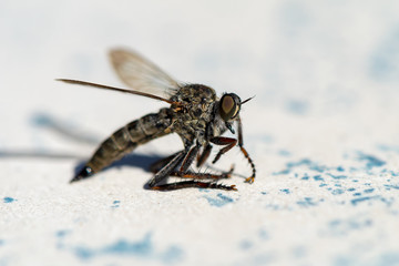 Obraz premium Macro shot of a horsefly (Tabanidae).