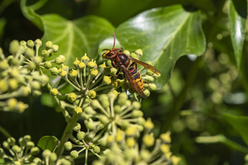 Close up from a hornet (Vespa crabro) on ivy blossoms