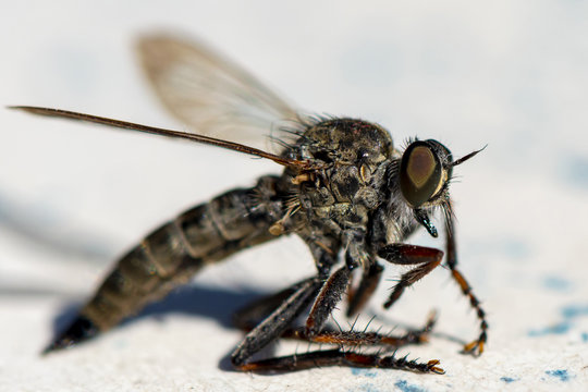 Extreme macro shot of a horsefly (Tabanidae).