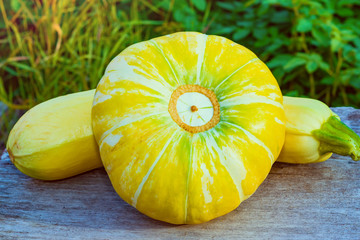Large round yellow pumpkin, vegetable garden lies on an old wooden table with green pumpkin tops
