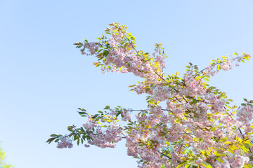 Cherry tree spring fresh blossom on blue sky background, toned