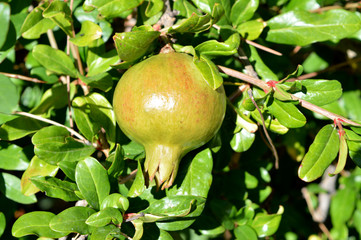 Close-up of an Unripe Pomegranate, Nature, Macro