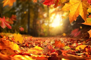 Foto op Aluminium Sfeervol herfsttafereel met vallende bladeren en ondergaande zon © Smileus