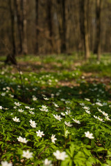 Anemone nemorosa flower in the forest in the sunny day. Wood anemone, windflower, thimbleweed.