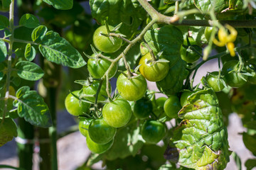 Grüne Cherry Tomaten am Strauch