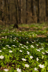 Anemone nemorosa flower in the forest in the sunny day. Wood anemone, windflower, thimbleweed.	