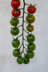 Tomaten am Strauch auf neutralem Hintergrund