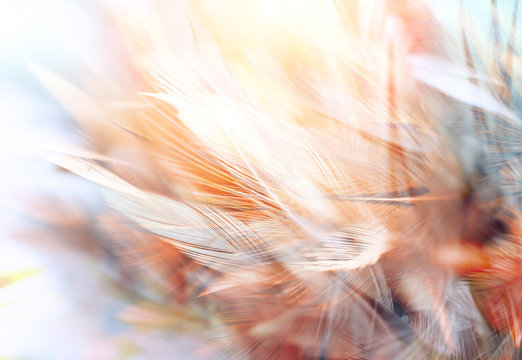 colorful chicken feathers in soft and blur style for the background