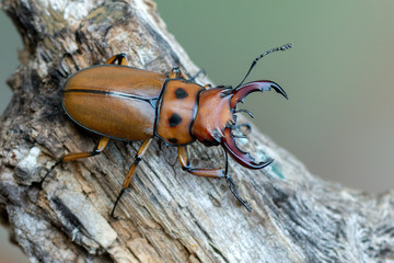 the stag beetle - homoderus gladiator