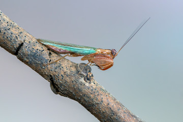 Ephestiasula rogenhoferi