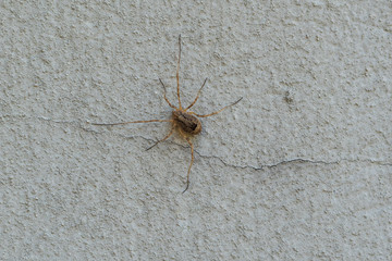 Grosse Spinne an der Hausfassade