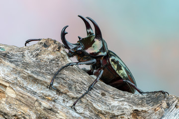 The Atlas beetle - Chalcosoma atlas