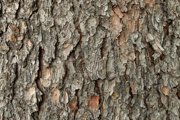 tree bark patterns