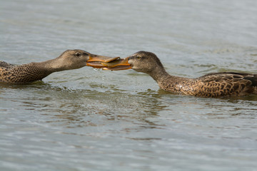 Northern shoveler in a fight on the west coast in Sweden