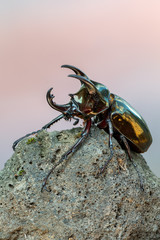 The Atlas beetle - Chalcosoma atlas