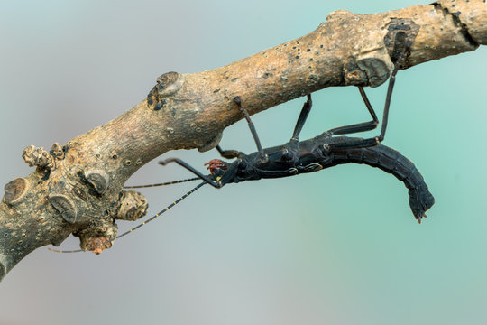 stick insect - Peruphasma schultei