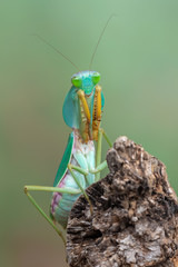 giant Asian shield mantis - Rhombodera basalis