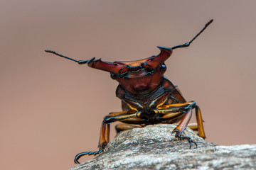 the stag beetle - homoderus gladiator