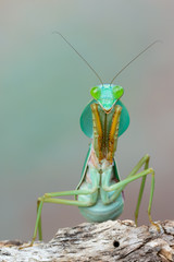 giant Asian shield mantis - Rhombodera basalis