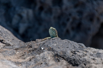 Madeira Mauereidechse