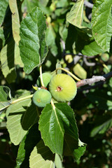 Close-up of Ripe Fig Fruits, Sicily, Italy, Nature, Macro