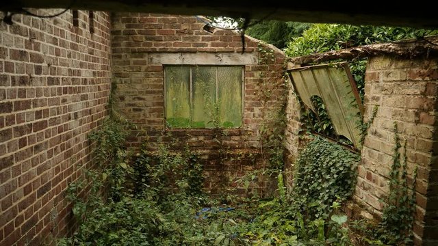 Weeds growing inside ruins of an abandoned brick house.