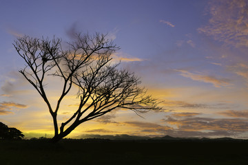 Plakat Beautiful landscape image with dead trees silhouette at sunset