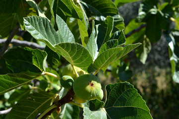 Close-up of Ripe Fig Fruits, Sicily, Italy, Nature, Macro