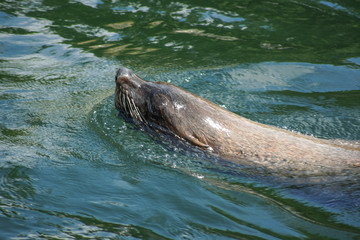 Obraz premium Seehunde, Seelöwen, Robben im Zoo