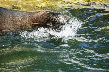 Seehunde, Seel&ouml;wen, Robben im Zoo