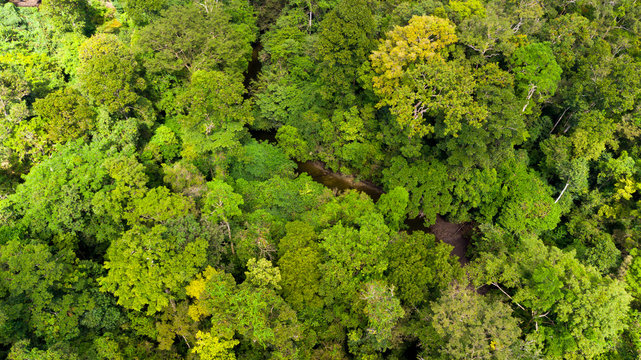 Top aerial view of virgin jungle