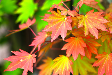 Maple in Autumn