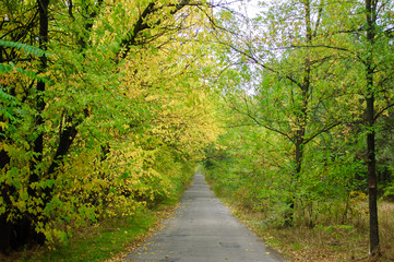 Fototapeta premium Highway, passing between colorful trees with yellow leaves.