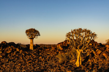 a quivertree at sunrise namibia