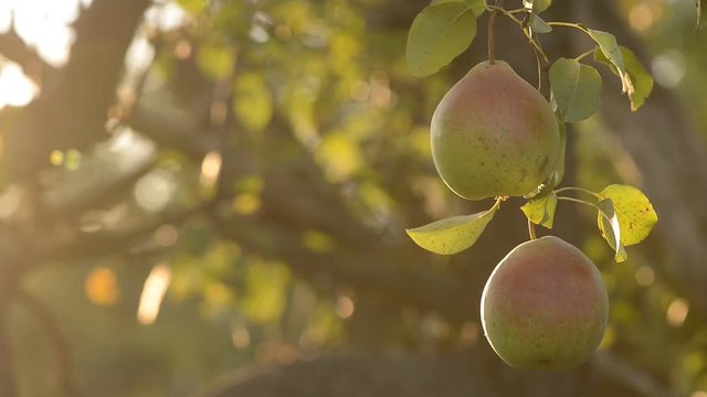 branch with pears
