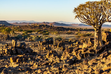 quivertree landscape sunrise namibia desert africa