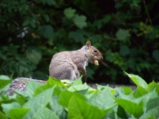 Squirrel with a nut