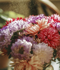 Fototapeta premium flowers