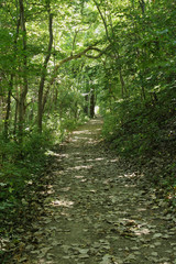 Fototapeta premium Path Through the Trees