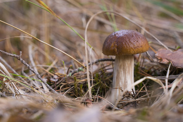 Boletus Edulis. Beautiful edible mushrooms growing in the forest in autumn.