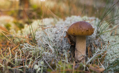 Boletus Edulis. Beautiful edible mushrooms growing in the forest in autumn.