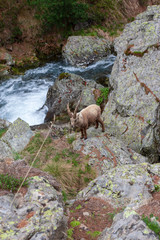 Bouquetin au bord d'un rivière dans le Mercantour