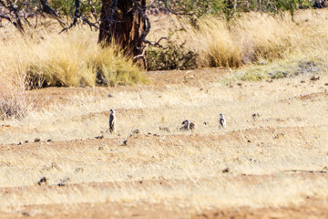 desert namibia observed meerkats