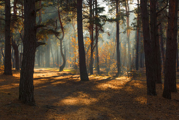 walk in the autumn forest. autumn colors. sunlight.