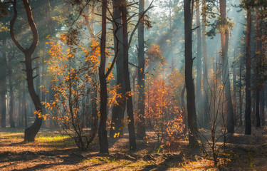 walk in the autumn forest. autumn colors. sunlight.